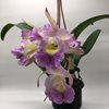 cattleya (C.Undine, Coerulea 'Ginza Blue' BMJOCA X Rlc.(Blc.) Carpinteria Dream '43') Япония
